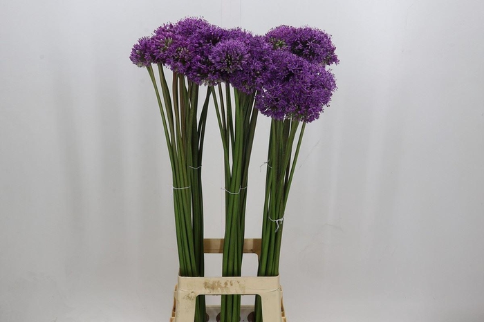 <h4>ALLIUM  'GLADIATOR'</h4>