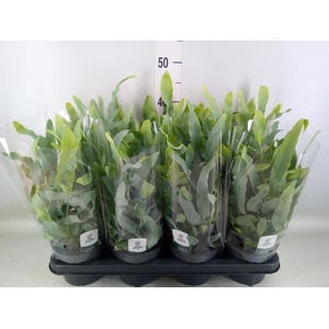 Phlebodium aureum 'Blue Star'