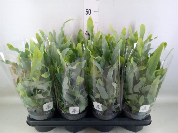 <h4>Phlebodium aureum 'Blue Star'</h4>