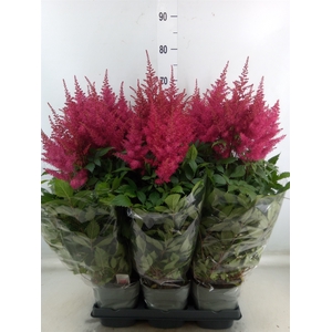 Astilbe arendsii 'Drum and Bass'