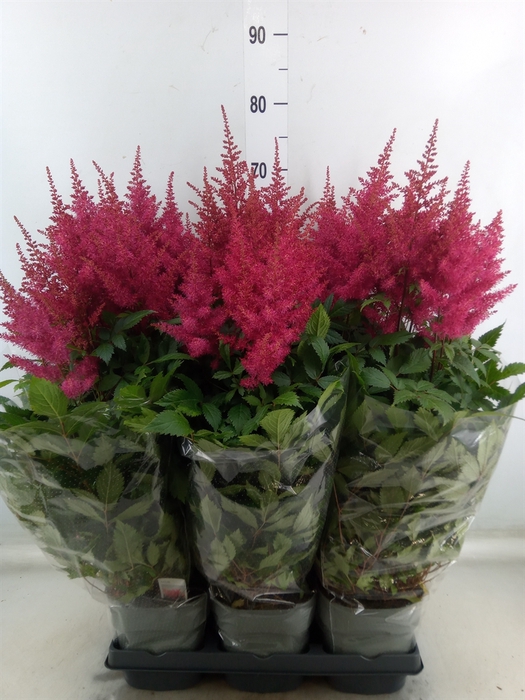 <h4>Astilbe arendsii 'Drum and Bass'</h4>
