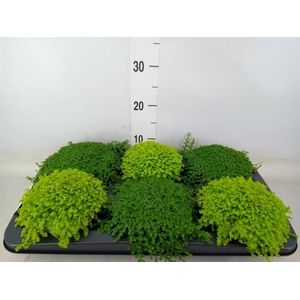 Soleirolia soleirolii   ...mix 2