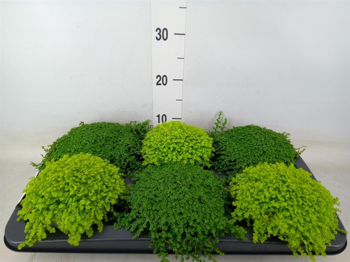 <h4>Soleirolia soleirolii   ...mix 2</h4>