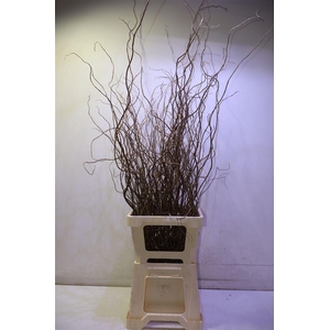 Salix B Tortuosa 90 Cm