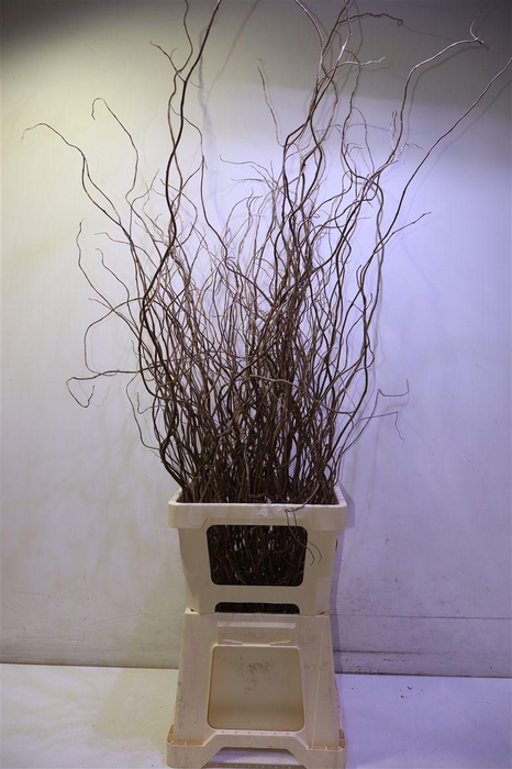 <h4>Salix B Tortuosa 90 Cm</h4>