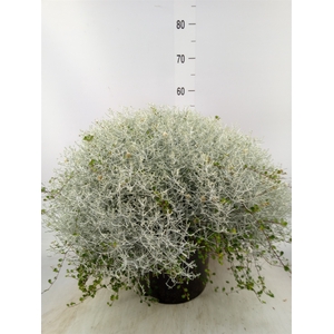 Leucophyta brownii 'Silvercalos'