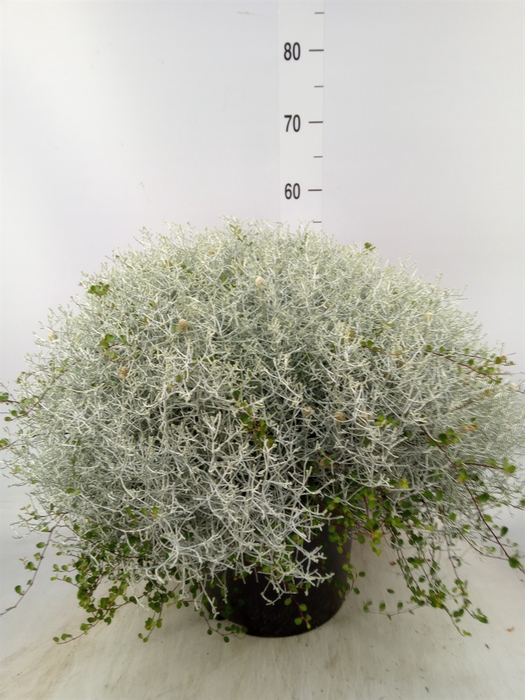 <h4>Leucophyta brownii 'Silvercalos'</h4>