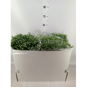 Chrysanthemum   ..GR mix