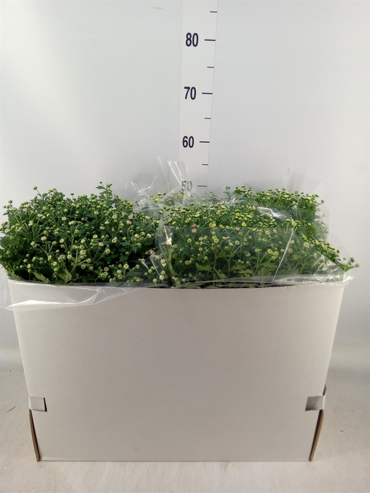 <h4>Chrysanthemum   ..GR mix</h4>