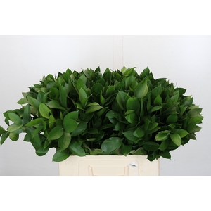 Ruscus Israel