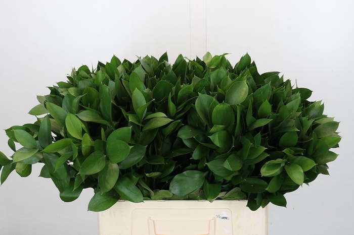 <h4>Ruscus Israel</h4>