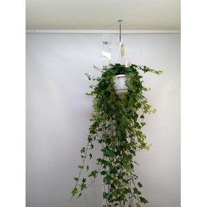 Hedera helix 'Pittsburgh'