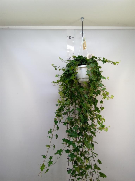 <h4>Hedera helix 'Pittsburgh'</h4>