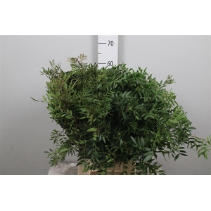 Pistacia Blad P Bos