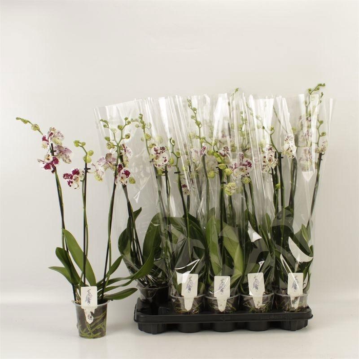 <h4>PHAL AN MARRAKESH</h4>