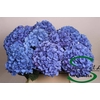 Hydrangea pimpernel
