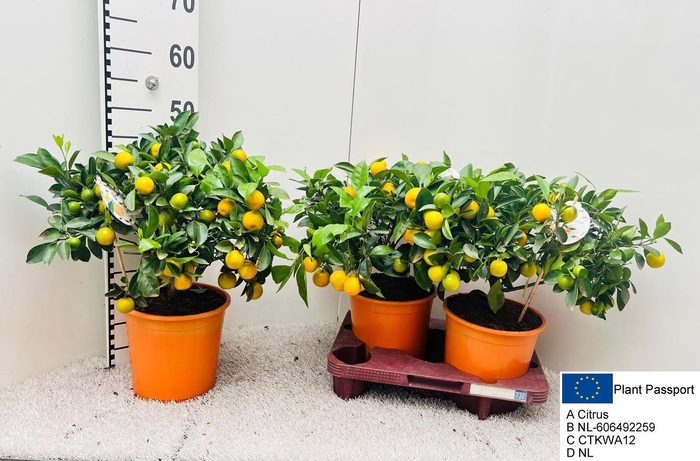 <h4>CITR MICROCARPA</h4>