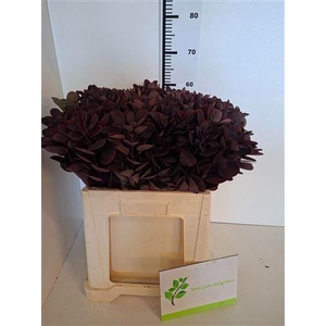 COTINUS COGGYGRIA ROYAL PURPLE
