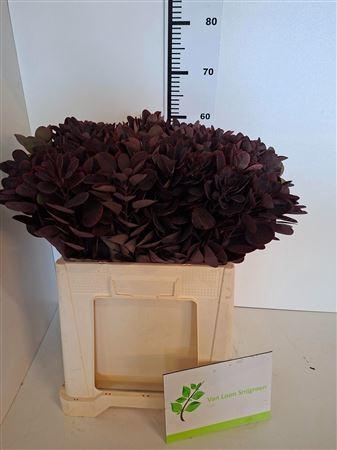 <h4>COTINUS COGGYGRIA ROYAL PURPLE</h4>