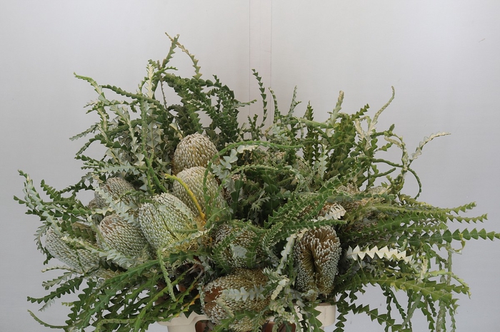 <h4>Banksia Speciosa</h4>