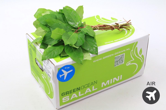 <h4>Salal Mini Tips Green Ocean (air)</h4>