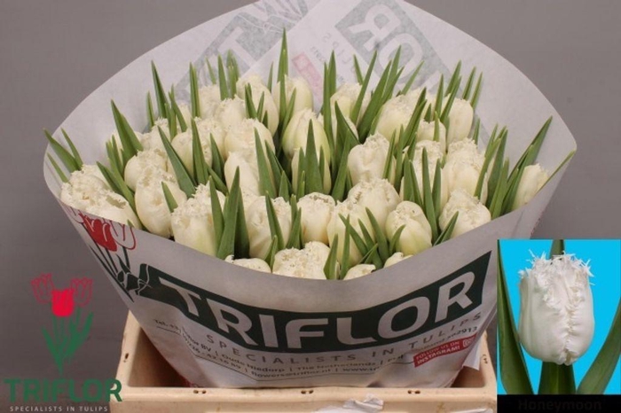 <h4>Tulipa fr honeymoon</h4>
