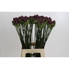Allium Sphaerocephalon