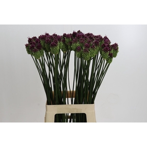 Allium Sphaerocephalon