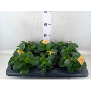 Peperomia obt. 'Red Canyon'