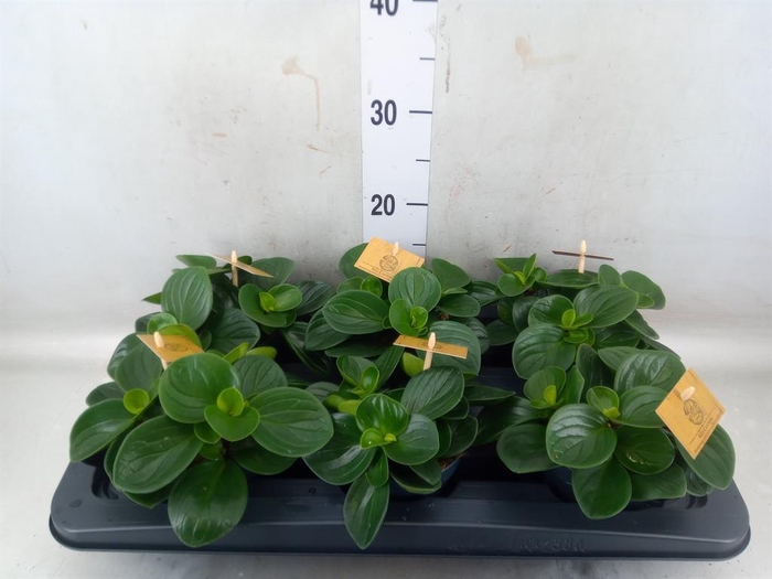 <h4>Peperomia obt. 'Red Canyon'</h4>