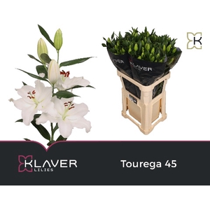 LI OR TOUREGA