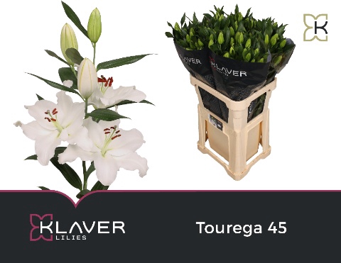 <h4>LI OR TOUREGA</h4>