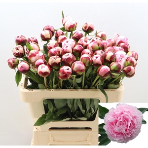 PAEO L SARA BERNHARD