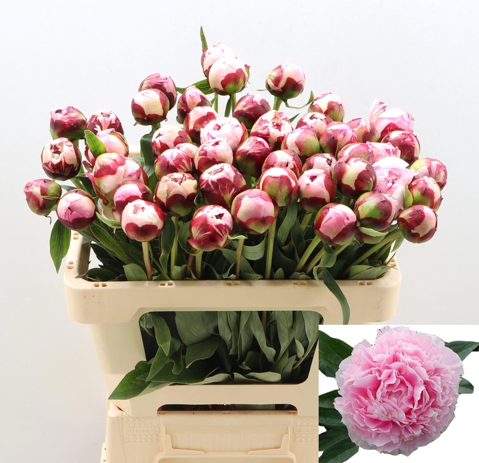 <h4>PAEO L SARA BERNHARD</h4>