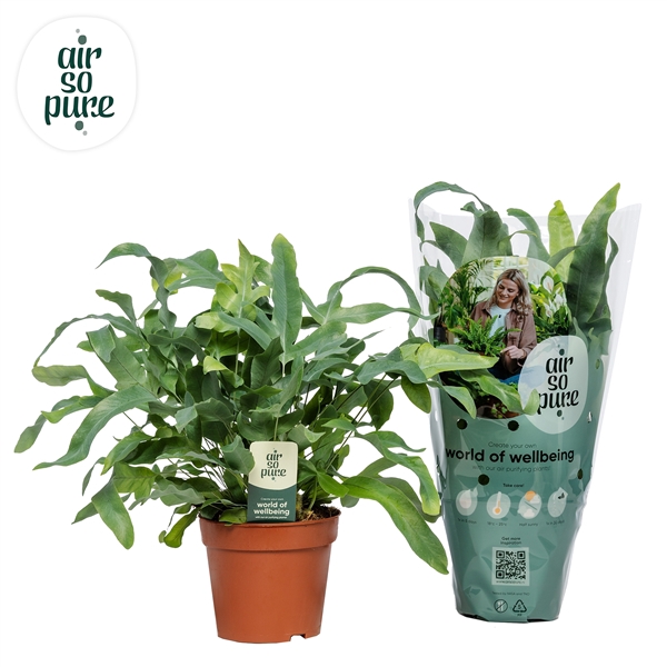 <h4>Phlebodium Blue Star - Air So Pure</h4>