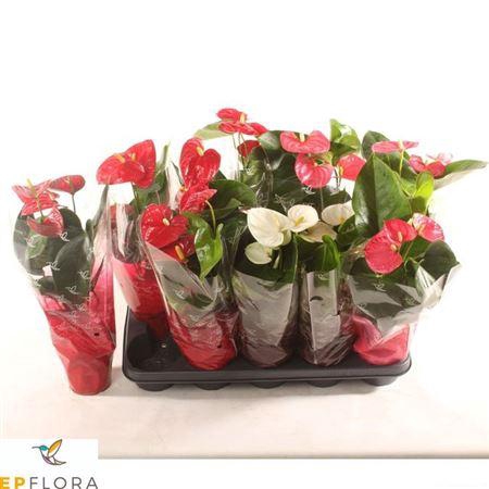 <h4>Anthu An Gem 4 Kl 4+</h4>