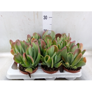 Kalanchoe NF   ...