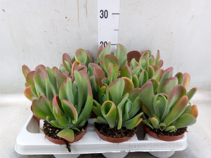 <h4>Kalanchoe NF   ...</h4>