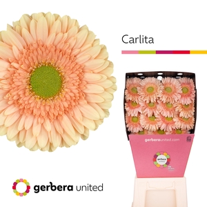 Gerbera Carlita Diamond per kaart