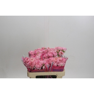 Ranunculus Romance Maritime