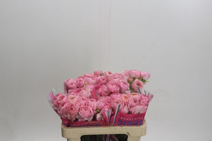 Ranunculus Romance Maritime