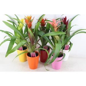 arr3 ZS - Ker. streep mix guzmania