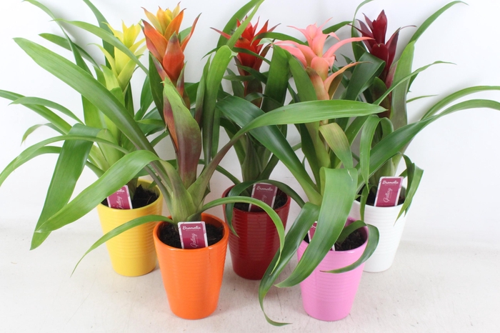 <h4>arr3 ZS - Ker. streep mix guzmania</h4>