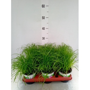 Cyperus alternifolius 'Zumula'