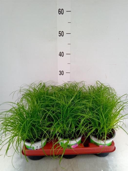 <h4>Cyperus alternifolius 'Zumula'</h4>