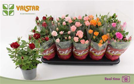 <h4>Ro Lotz Of Gem 5 Kl</h4>