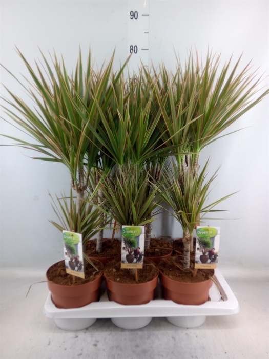 <h4>Dracaena marg. 'Bicolor'</h4>