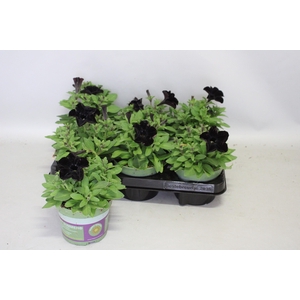 Petunia Black