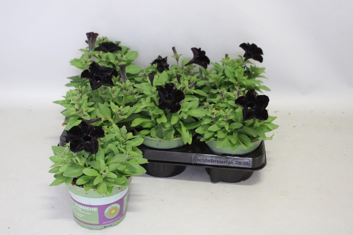 <h4>Petunia Black</h4>