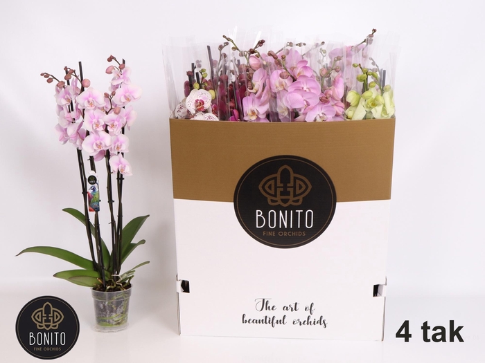 <h4>PHAL GEM 6 KL</h4>